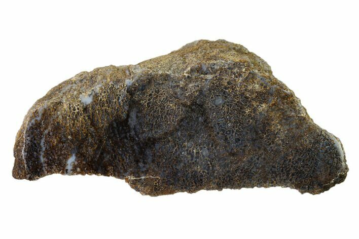 Polished Dinosaur Bone (Gembone) Section - Utah #151446